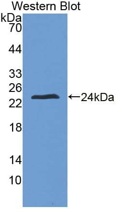 ZFHX4 Antibody