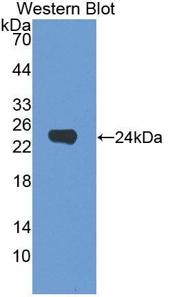 Dermokine beta Antibody