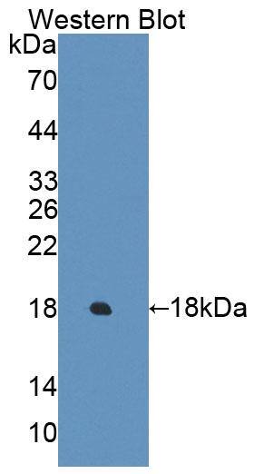 ECRG4 Antibody