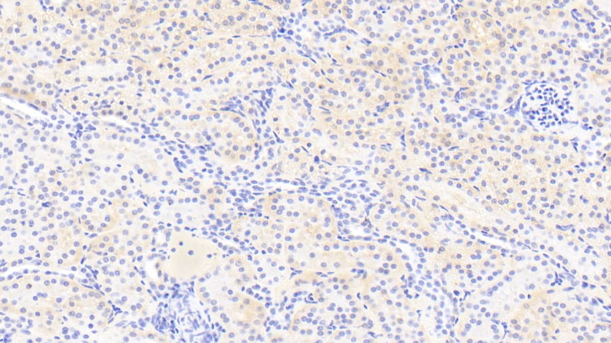 RGC32 Antibody