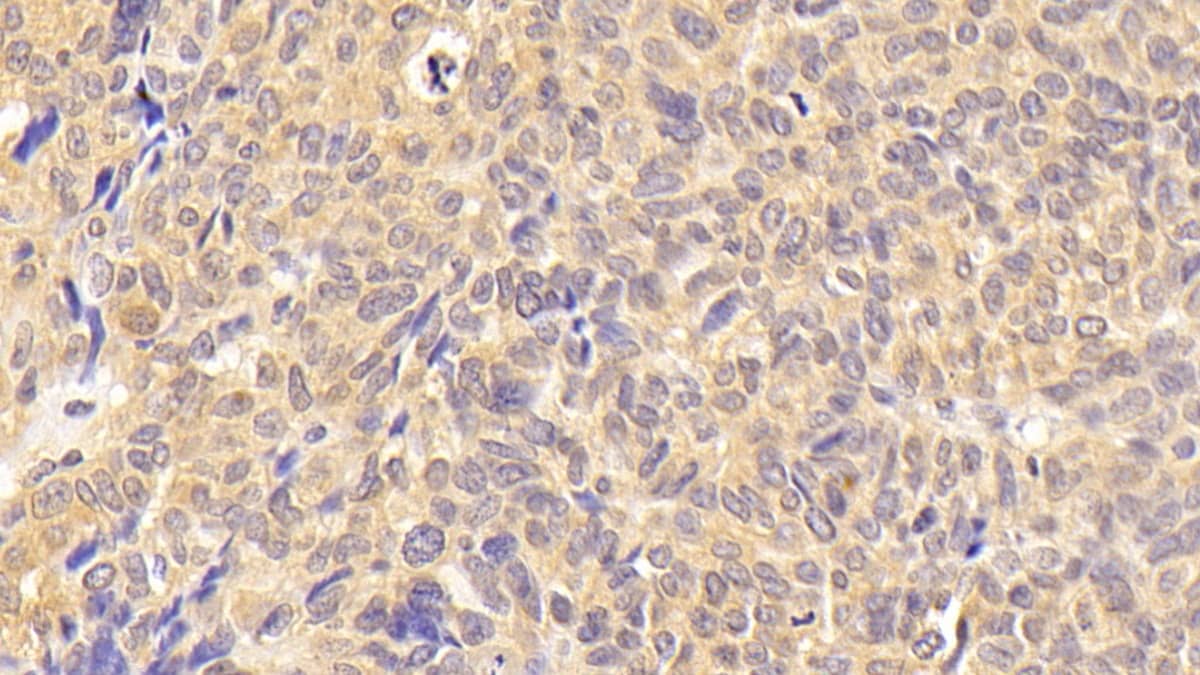 Wnt-7b Antibody