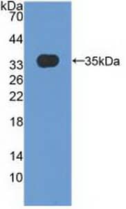 MXRA5 Antibody