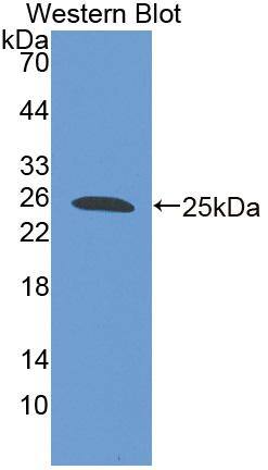 FAM5C Antibody