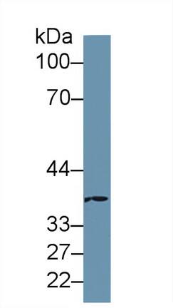 MOSC1 Antibody