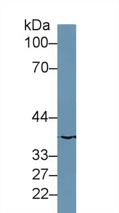 MOSC1 Antibody