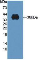 CTRP9/C1qTNF9 Antibody