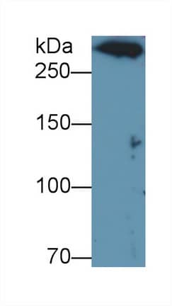 DNHD1 Antibody