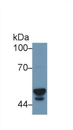 Cytochrome P450 3A7 Antibody