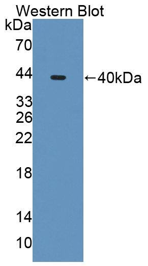 NAT8L Antibody