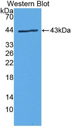 PLA2G4D Antibody