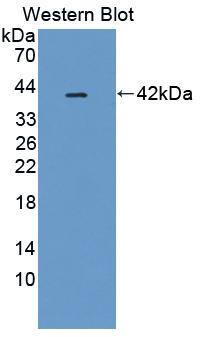 PIM3 Antibody