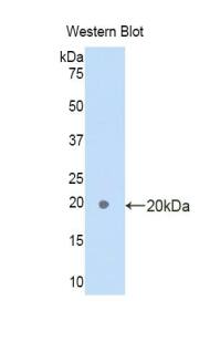 Adipolin/FAM132A Antibody