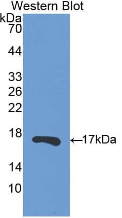 RNASE13 Antibody