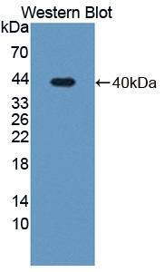 MX2 Antibody