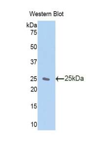 ZA20D3 Antibody