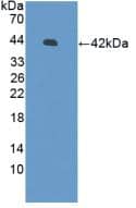 DEFB126 Antibody