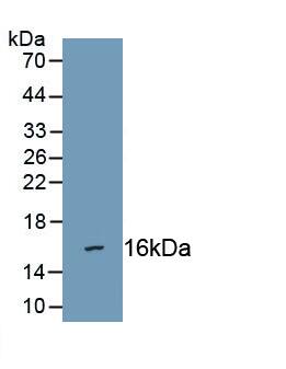 Semaphorin 3C Antibody