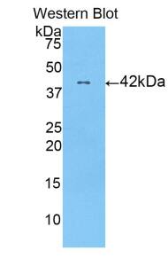 HIST1H2AC Antibody