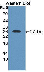 RNASE10 Antibody
