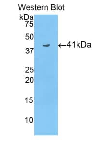 Histone 3 H2a Antibody