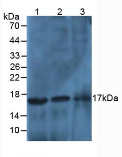 Histone 3 H2a Antibody