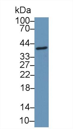 CCDC3 Antibody