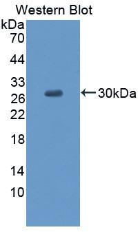 CCDC3 Antibody