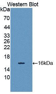 SPIN3 Antibody