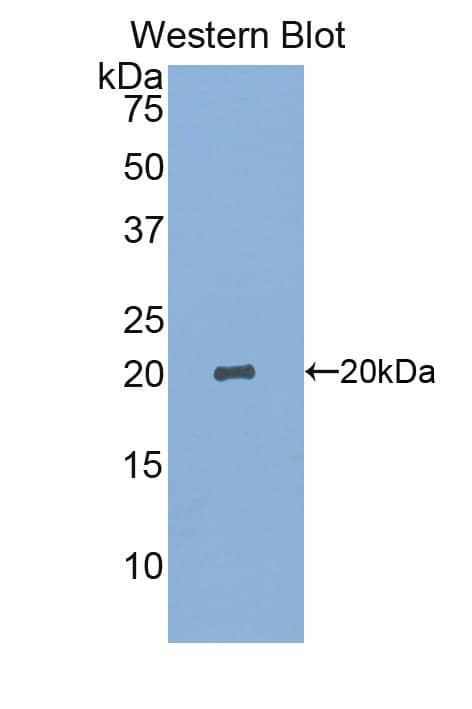 Siglec-14 Antibody