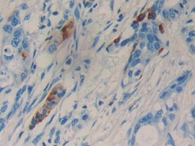 LCN15 Antibody