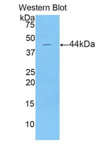 LCN15 Antibody