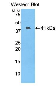 HIST1H2AH Antibody