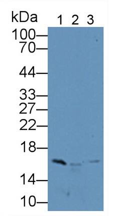 H2AFJ Antibody