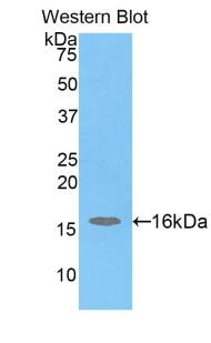 H2AFJ Antibody