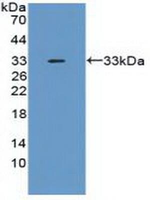 TSG-6 Antibody