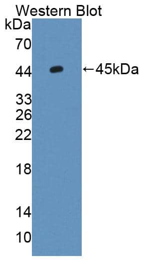 NCU-G1 Antibody