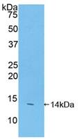 TAFA2/FAM19A2 Antibody