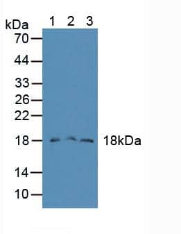 TAFA2/FAM19A2 Antibody