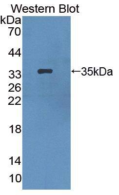 HPS1 Antibody