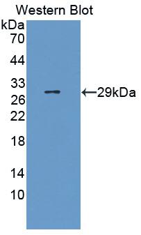 URG4 Antibody