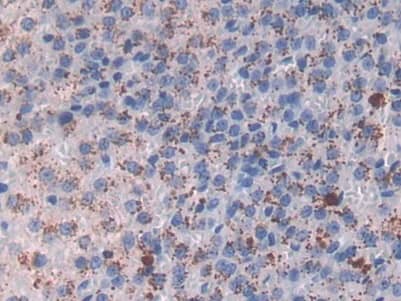 MBP-1 Antibody (C11)