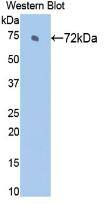 HSPA2 Antibody (3-1#)