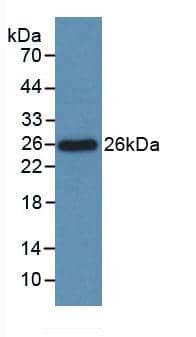 Bcl-xL Antibody (C4)
