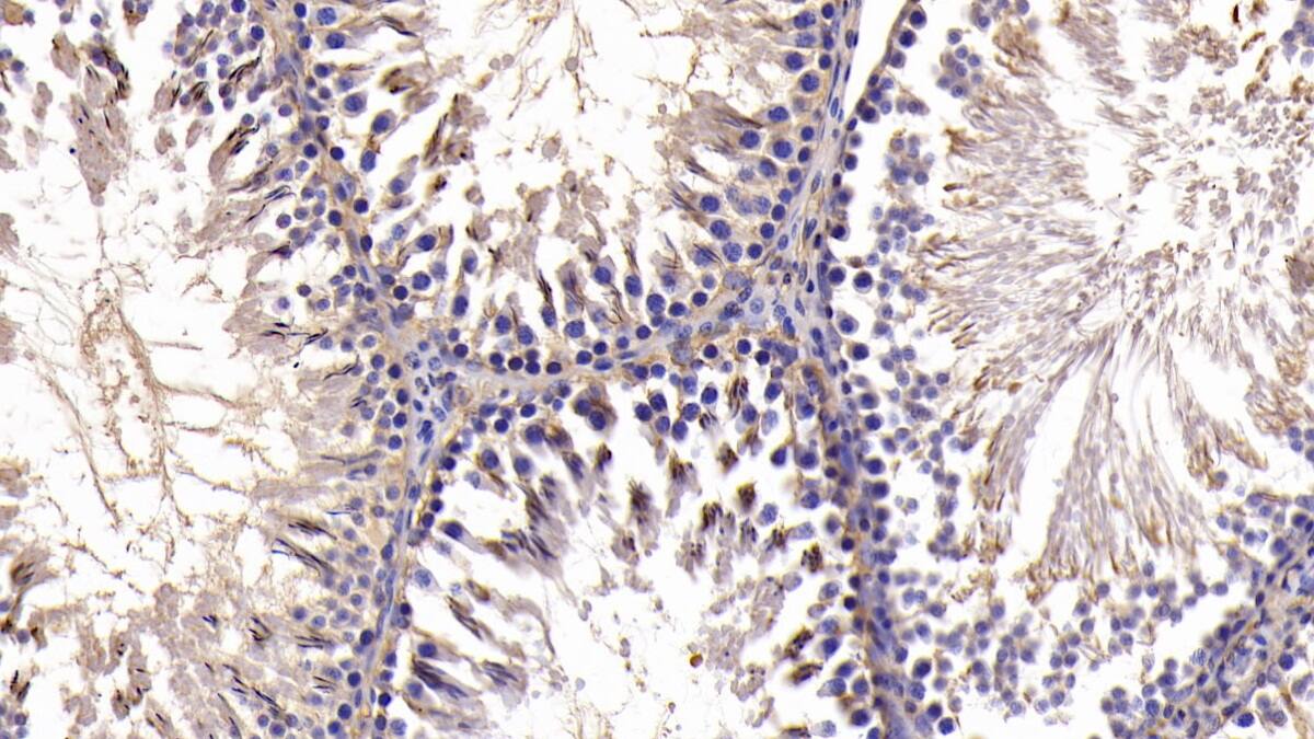 Bcl-xL Antibody (C4)