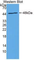 IL-24 Antibody (C1)