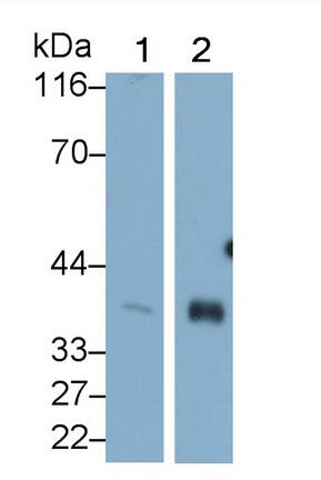 HspBP1 Antibody (C6)