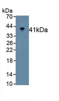 Klotho Antibody (D1)