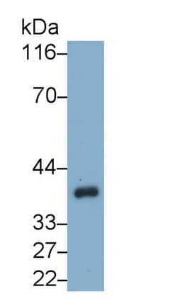 HspBP1 Antibody (C7)