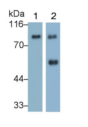 Afamin Antibody (C2)