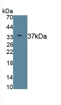 SPFH2 Antibody (C2)